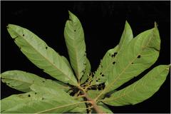 Meliosma simplicifolia subsp. pungens